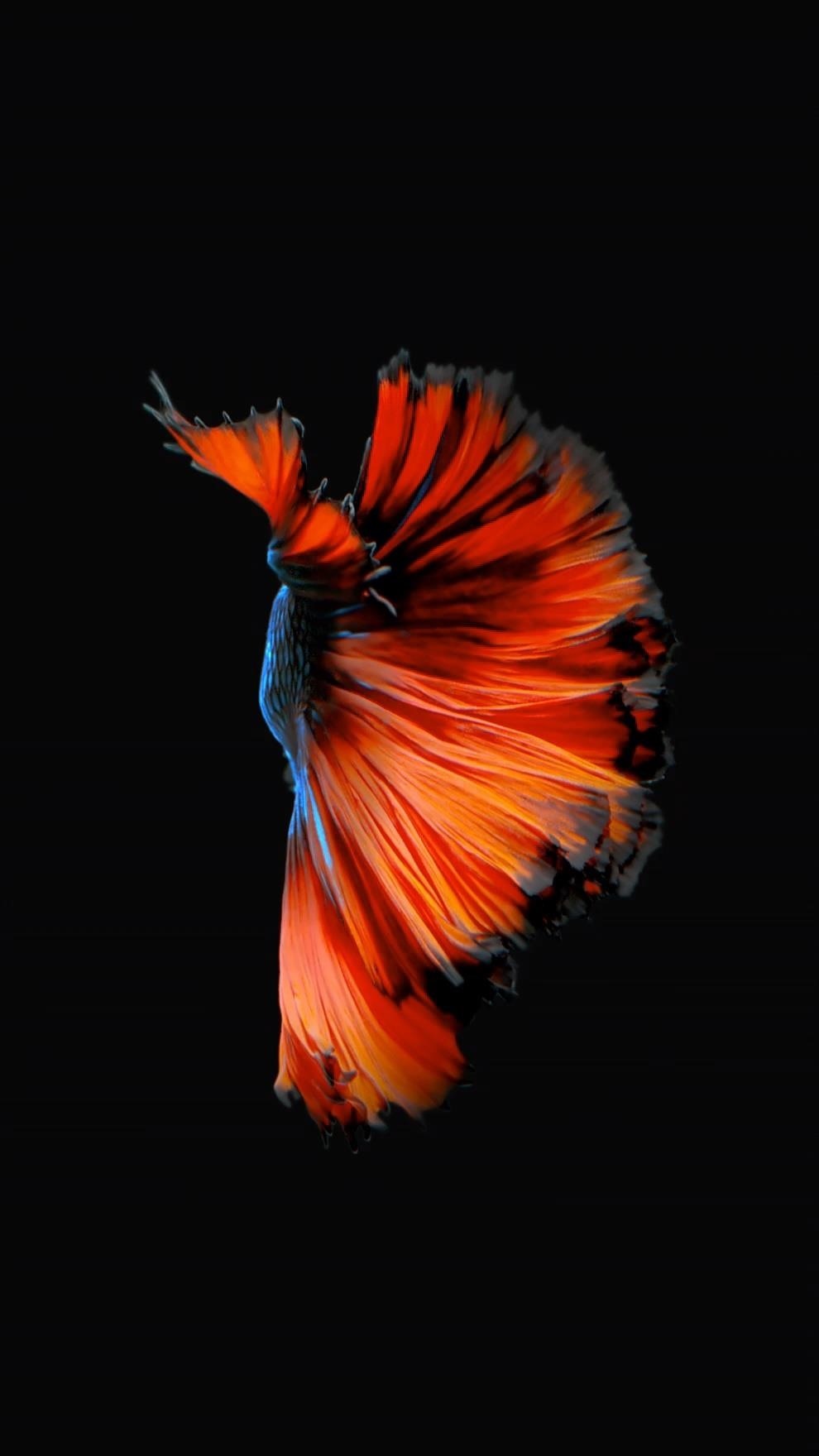 How to Get Apple's Live Fish Wallpapers Back on Your iPhone