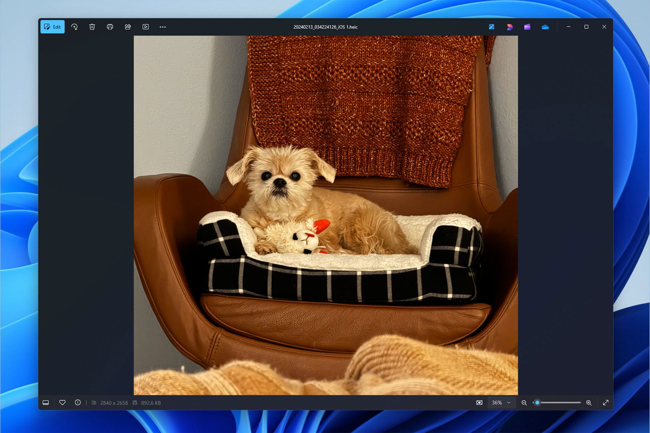 Using the updated Windows Photos app to look at a picture of a dog.