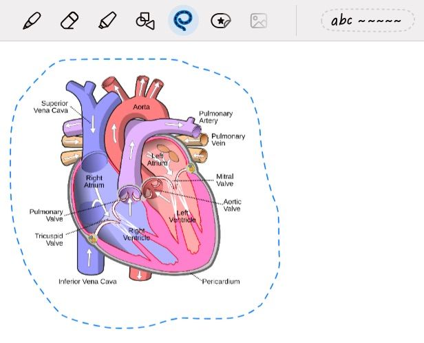 Selecting the heart diagram in Goodnotes.