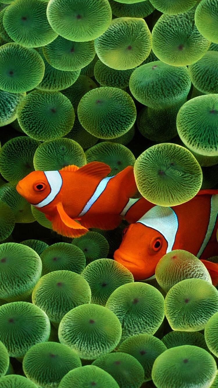 The Apple Clownfish wallpaper.