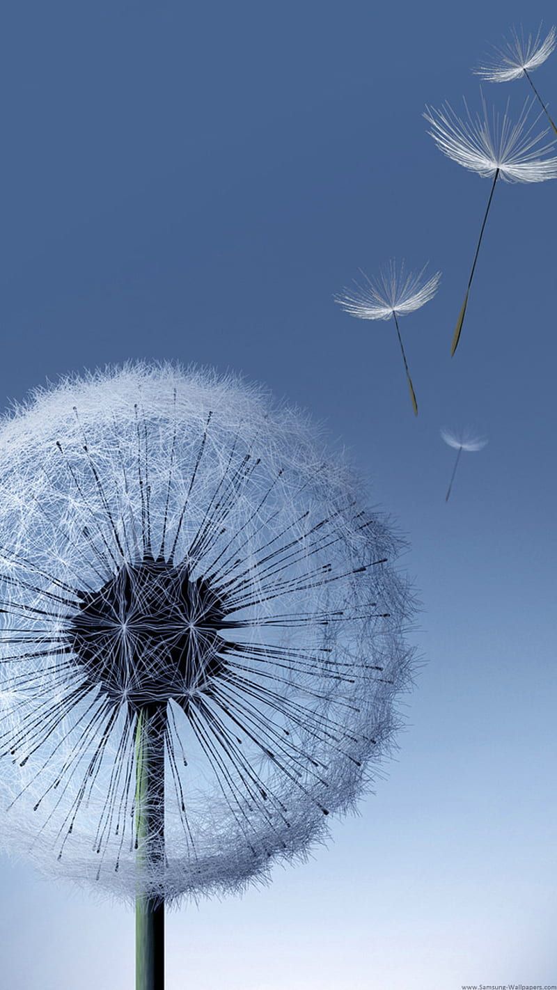 The Samsung Galaxy S3 Dandelion wallpaper.