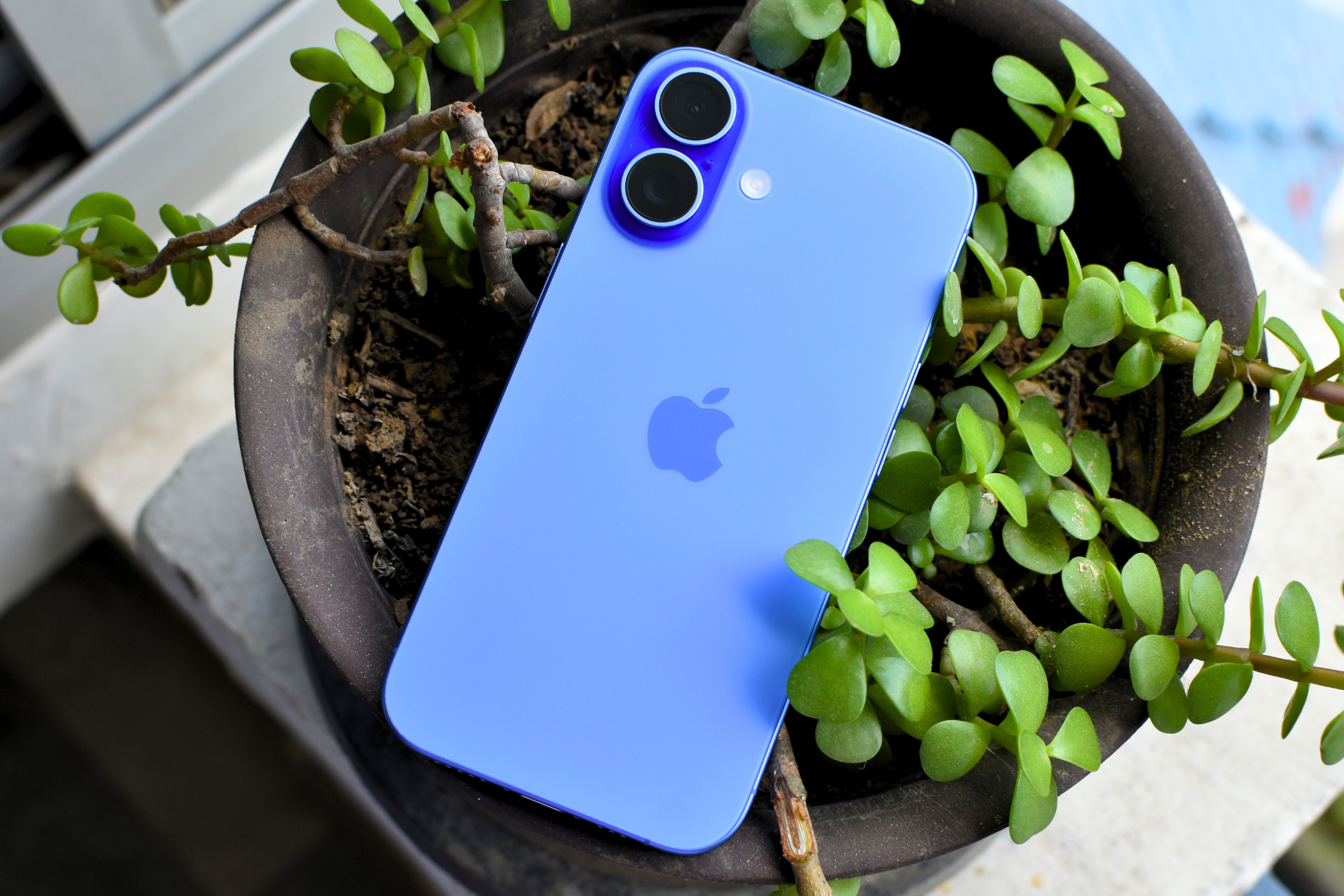 An Ultramarine iPhone 16 on top of leaves in a tiny pot.