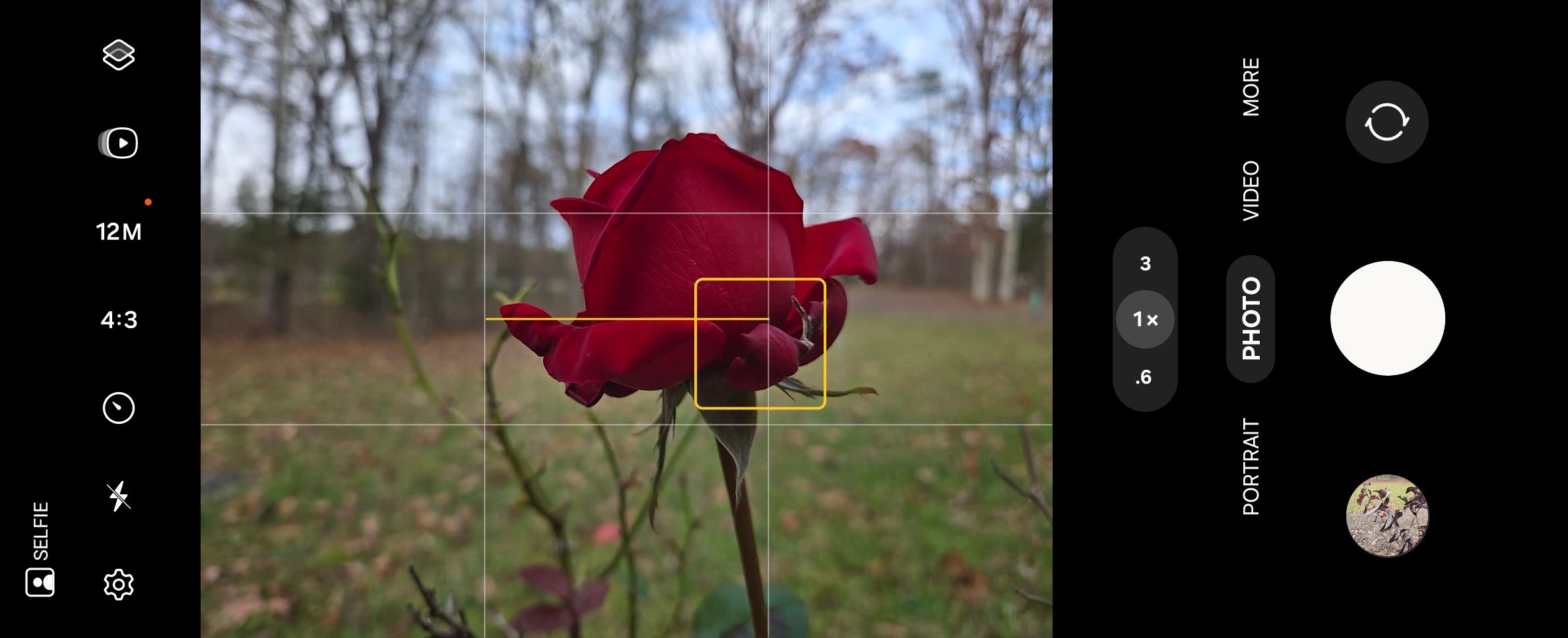 Taking a picture of a rose using Samsung Camera.