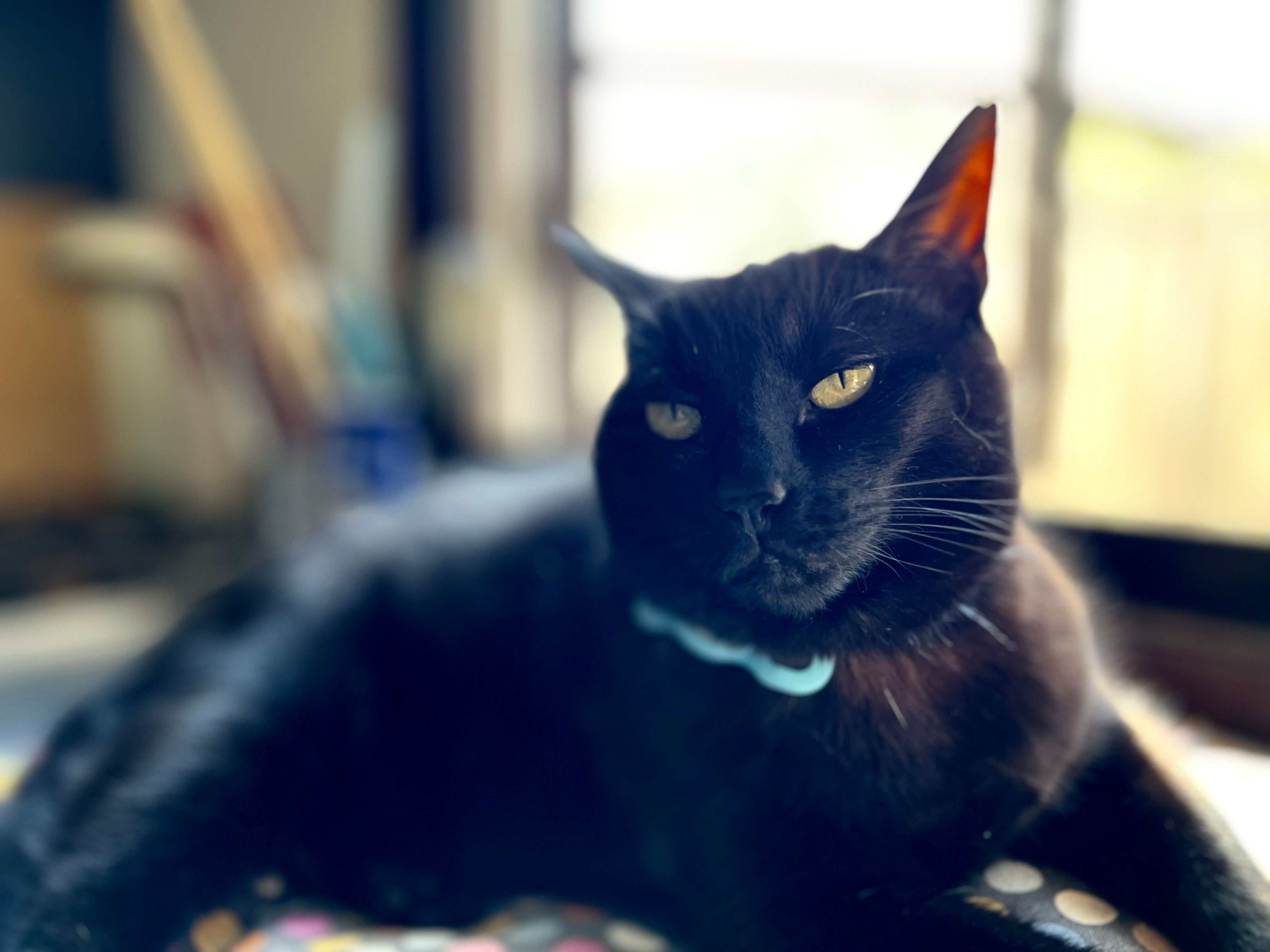 A shallow depth of field Portrait mode shot of Inka the cat.