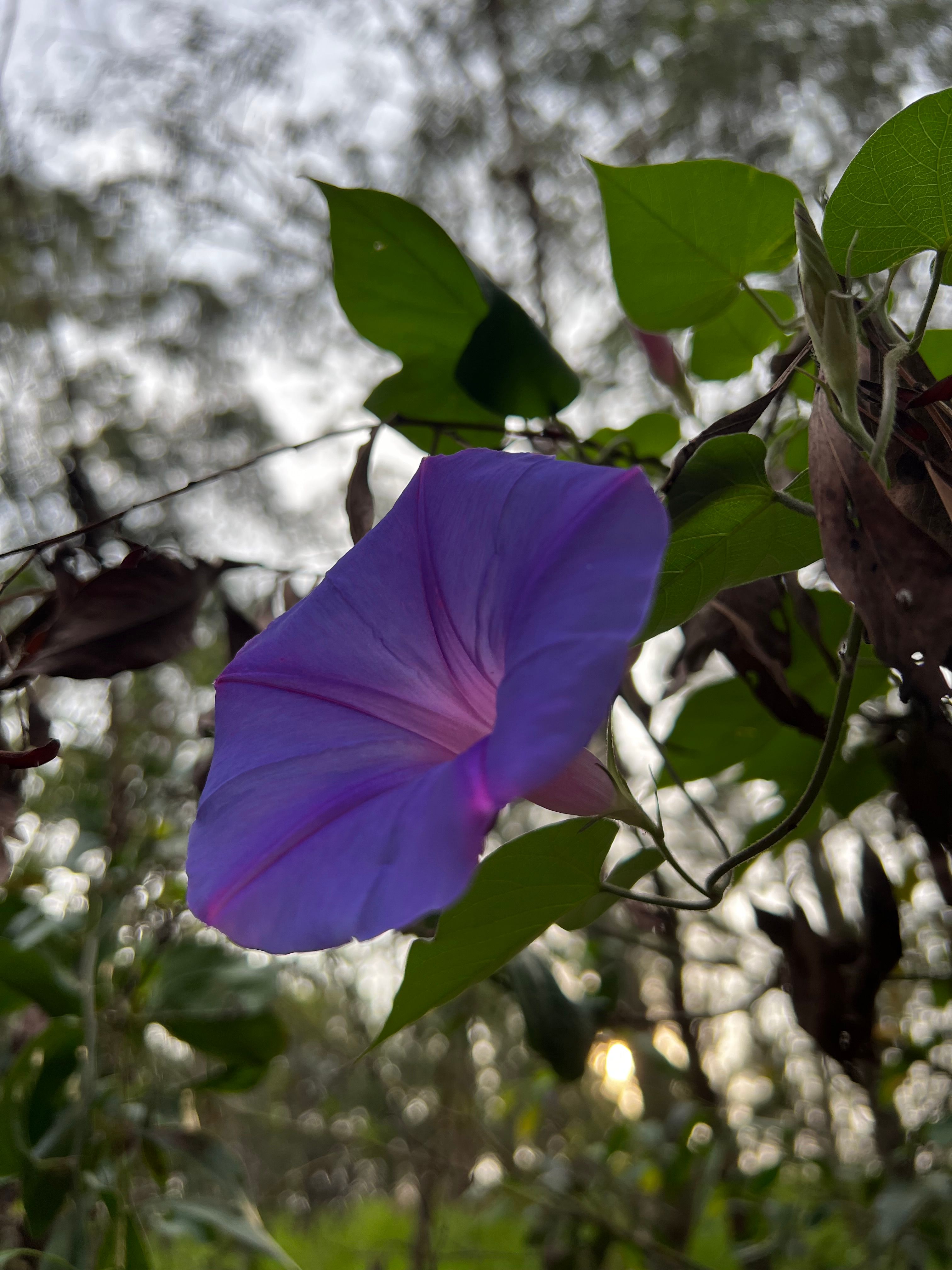 A portrait image of a flower with a blurry background not taken in Portrait mode.