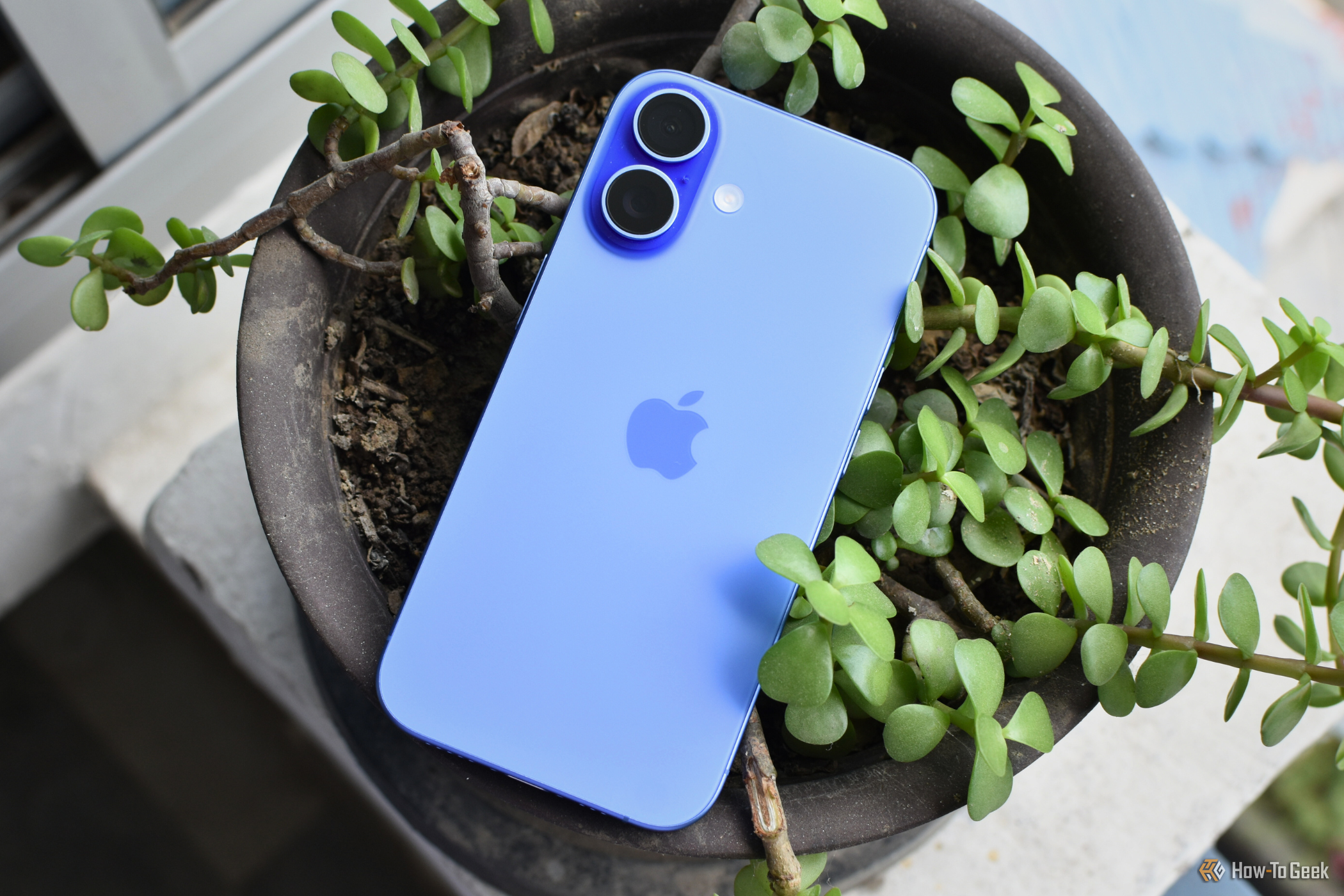 iPhone 16 in Ultramarine color on a small, leafy plant pot