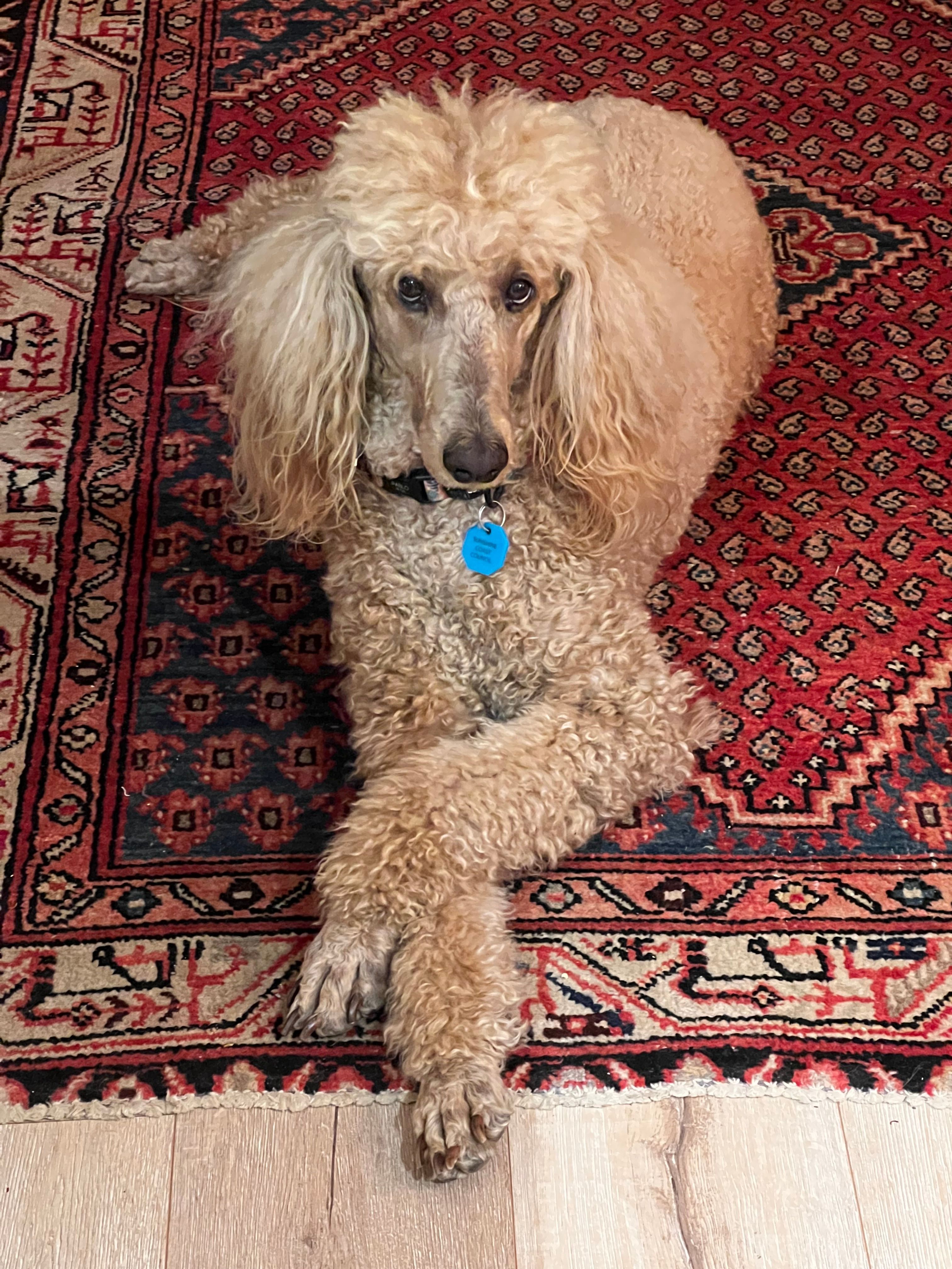 Sophie the poodle warmly lit by available (lamp) lighting.