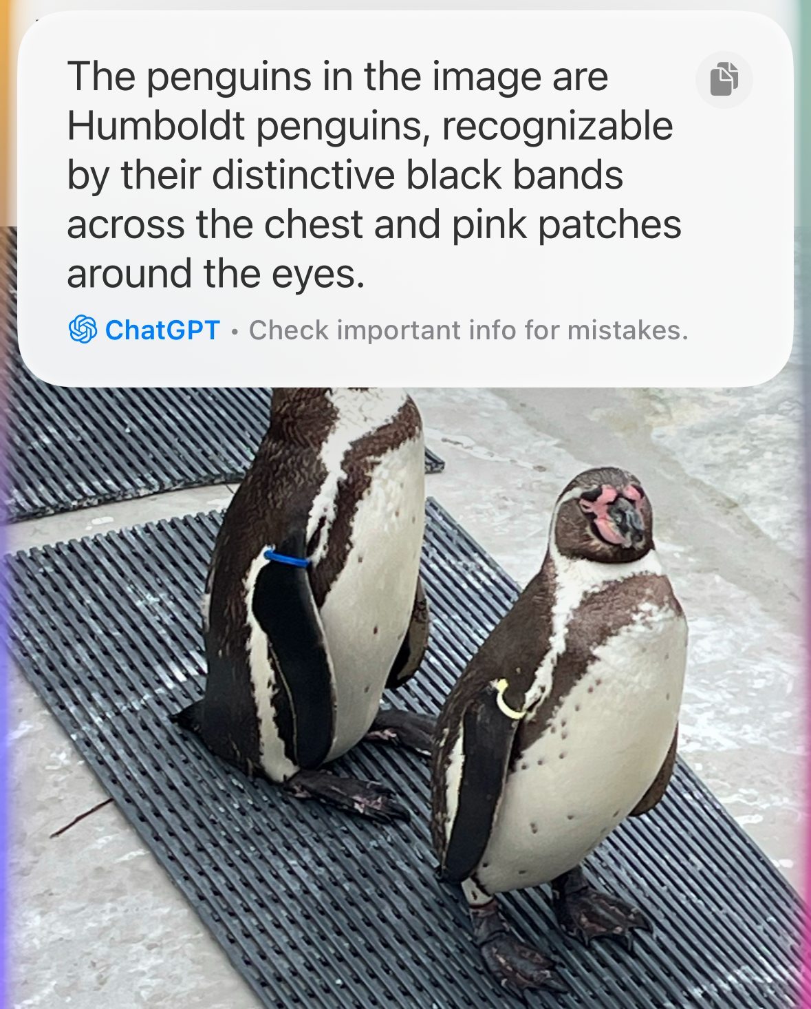 ChatGPT response via Siri giving the species of a penguin from a photograph.