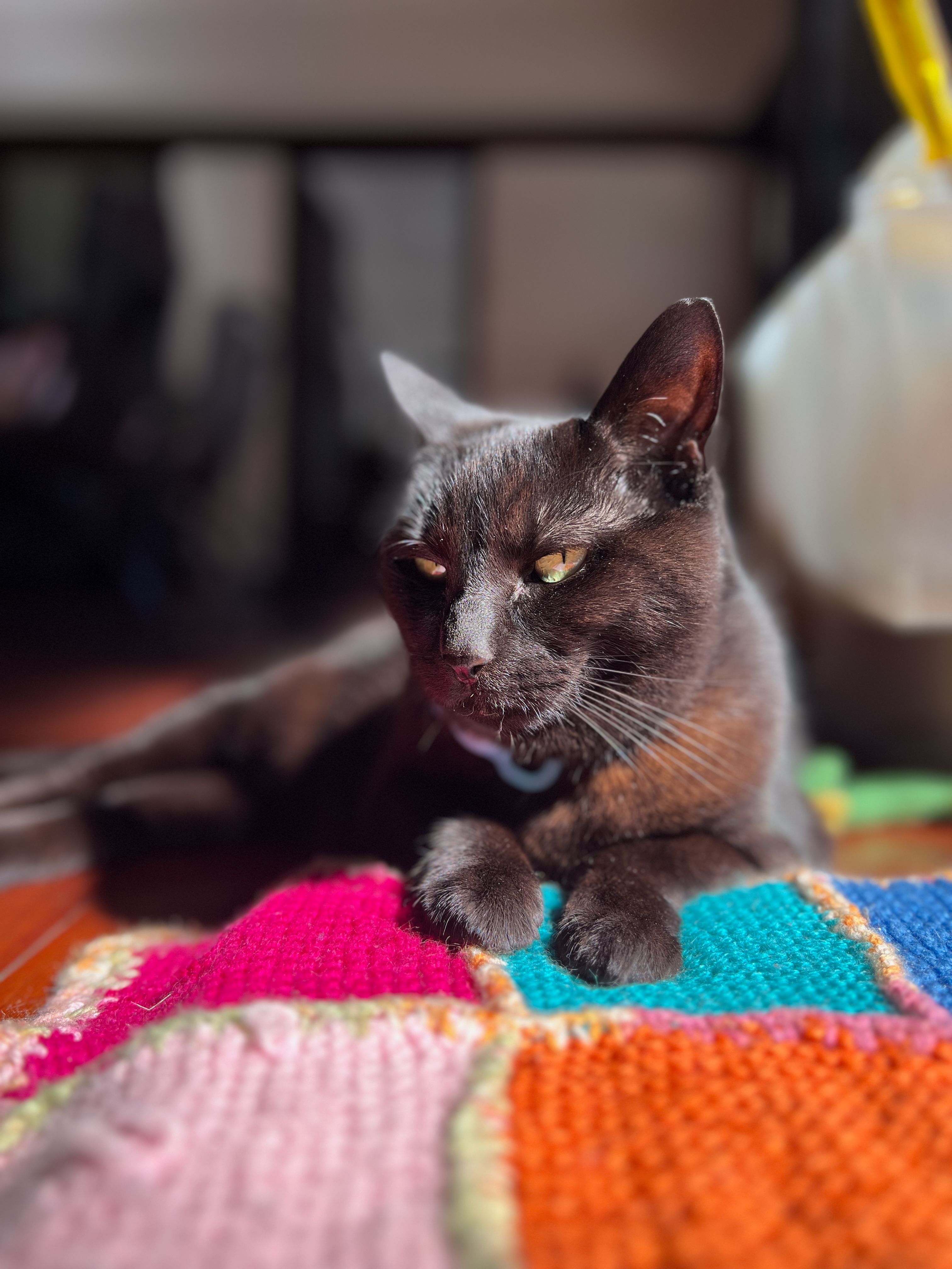 Inka cat sleeping on a colorful blanket.