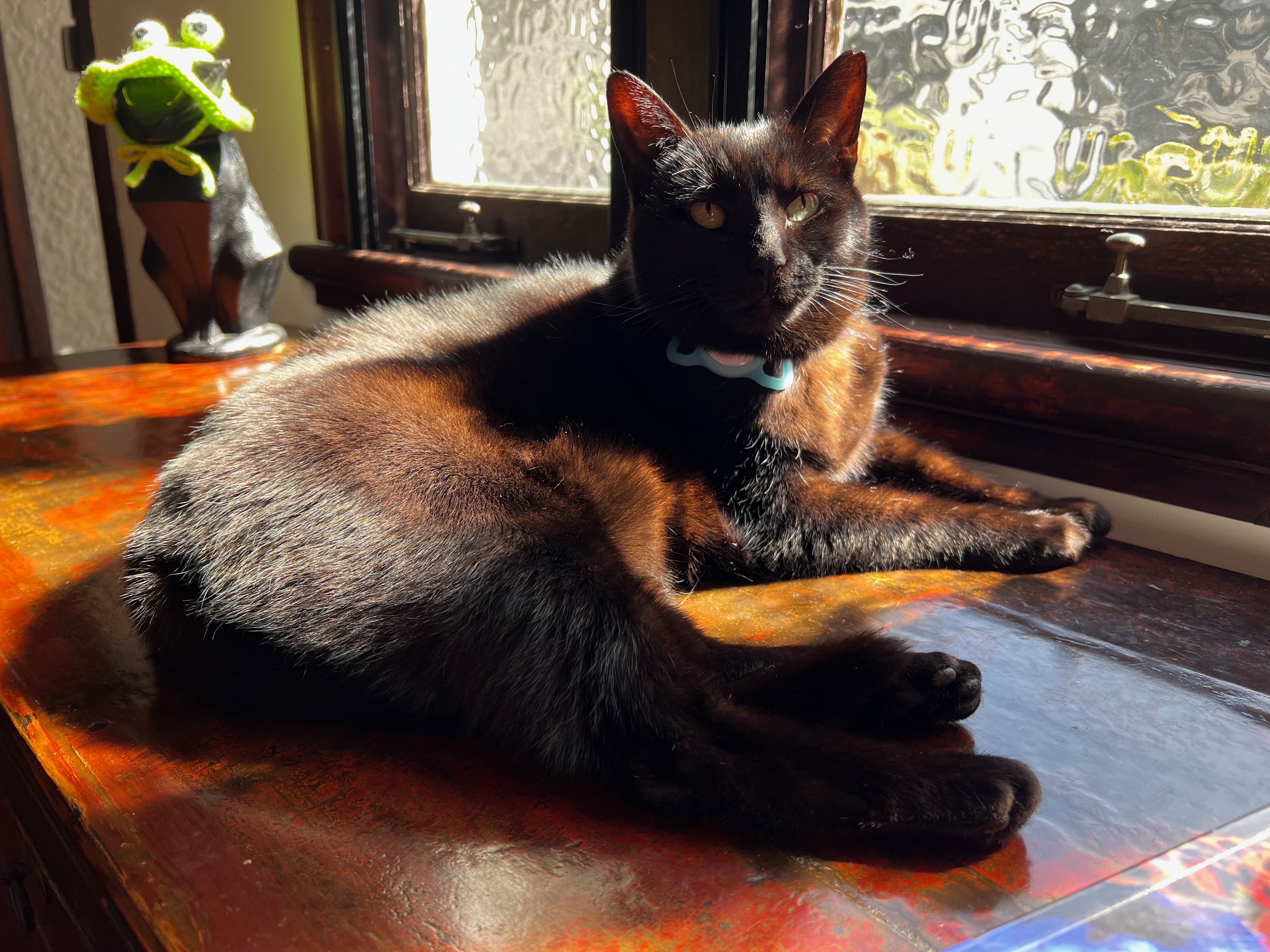 Inka the cat lying in the sun.