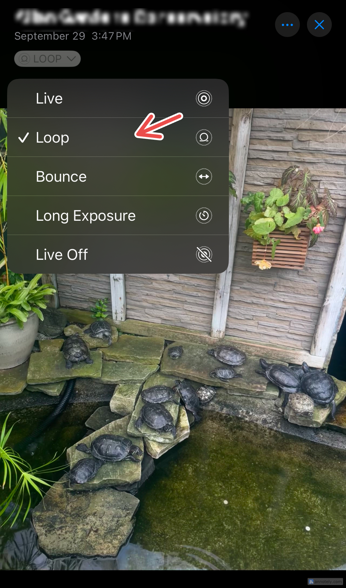 Looping a Live Photo on the Photos app.