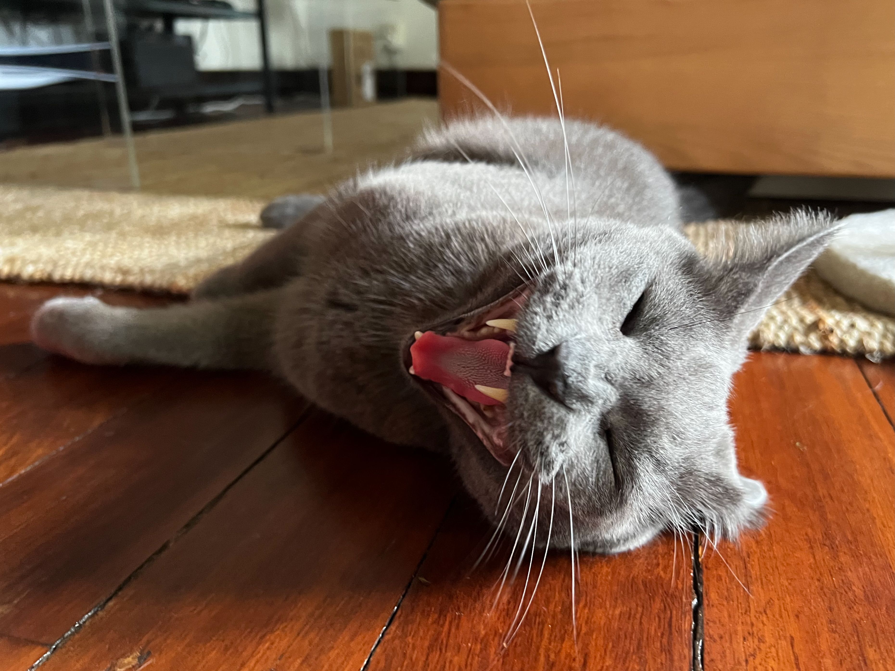 Roger the cat meowing in an action shot.