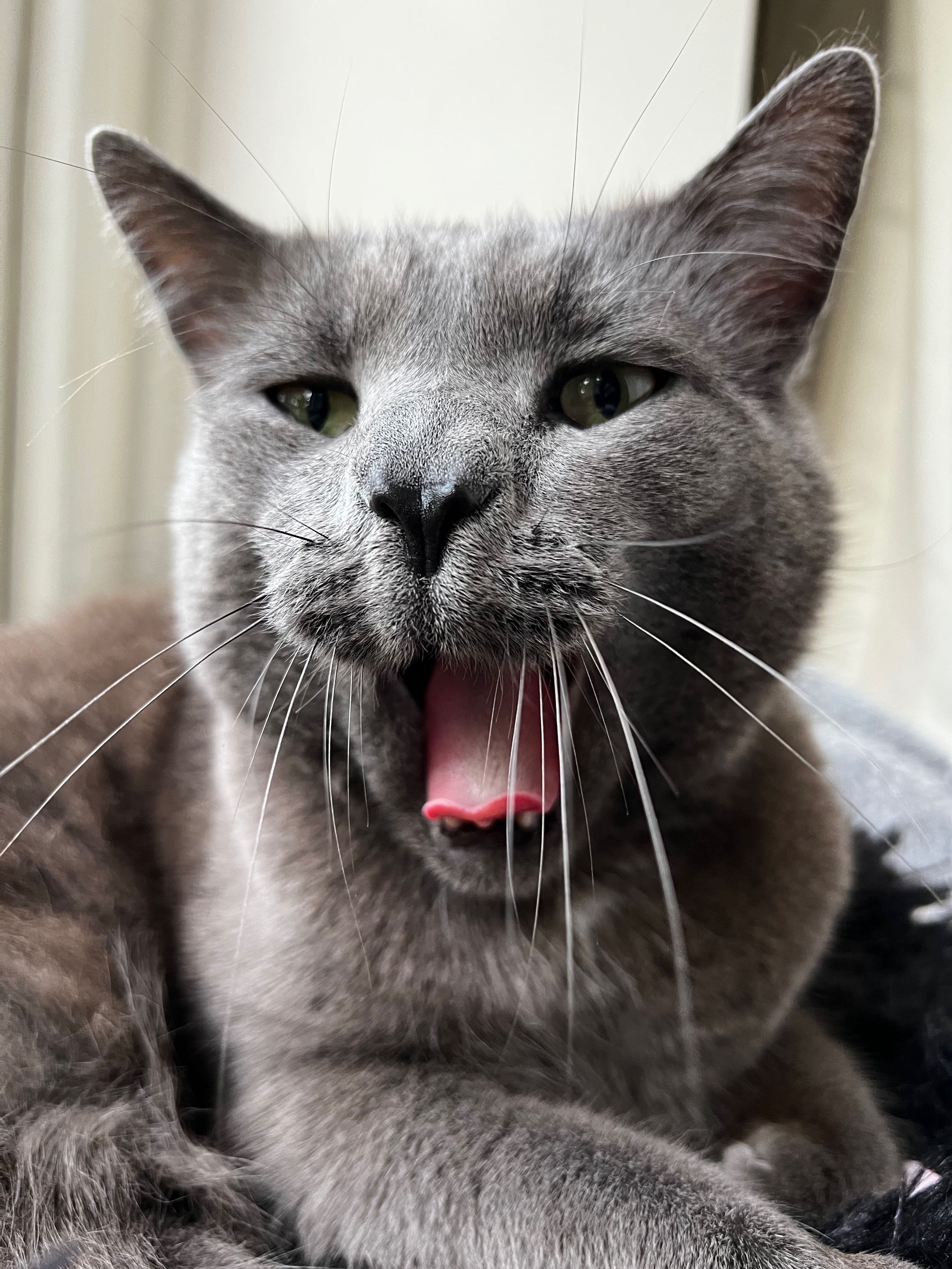 Roger the cat yawning.