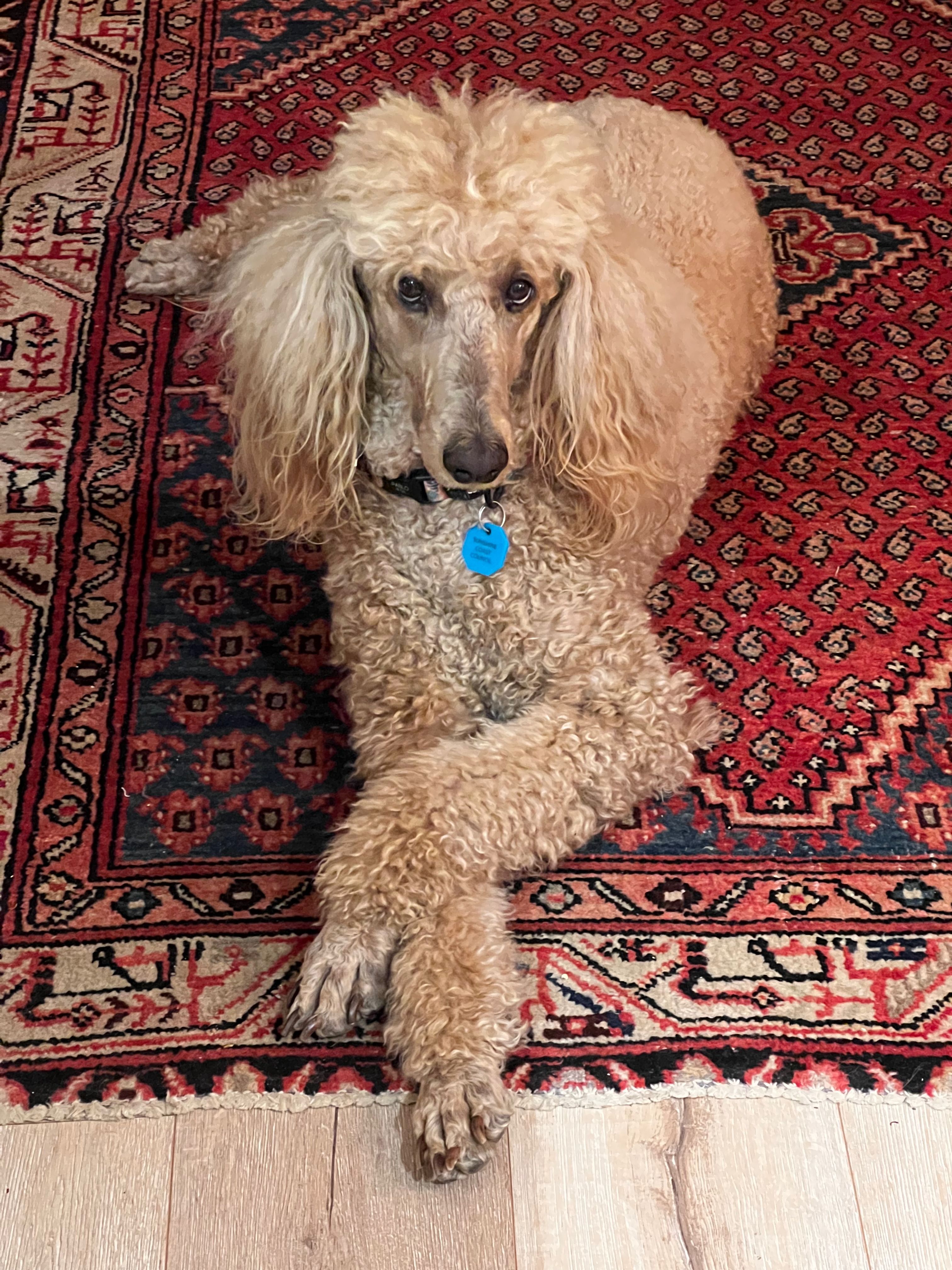 Sophie the dog sitting cross-legged on the floor.