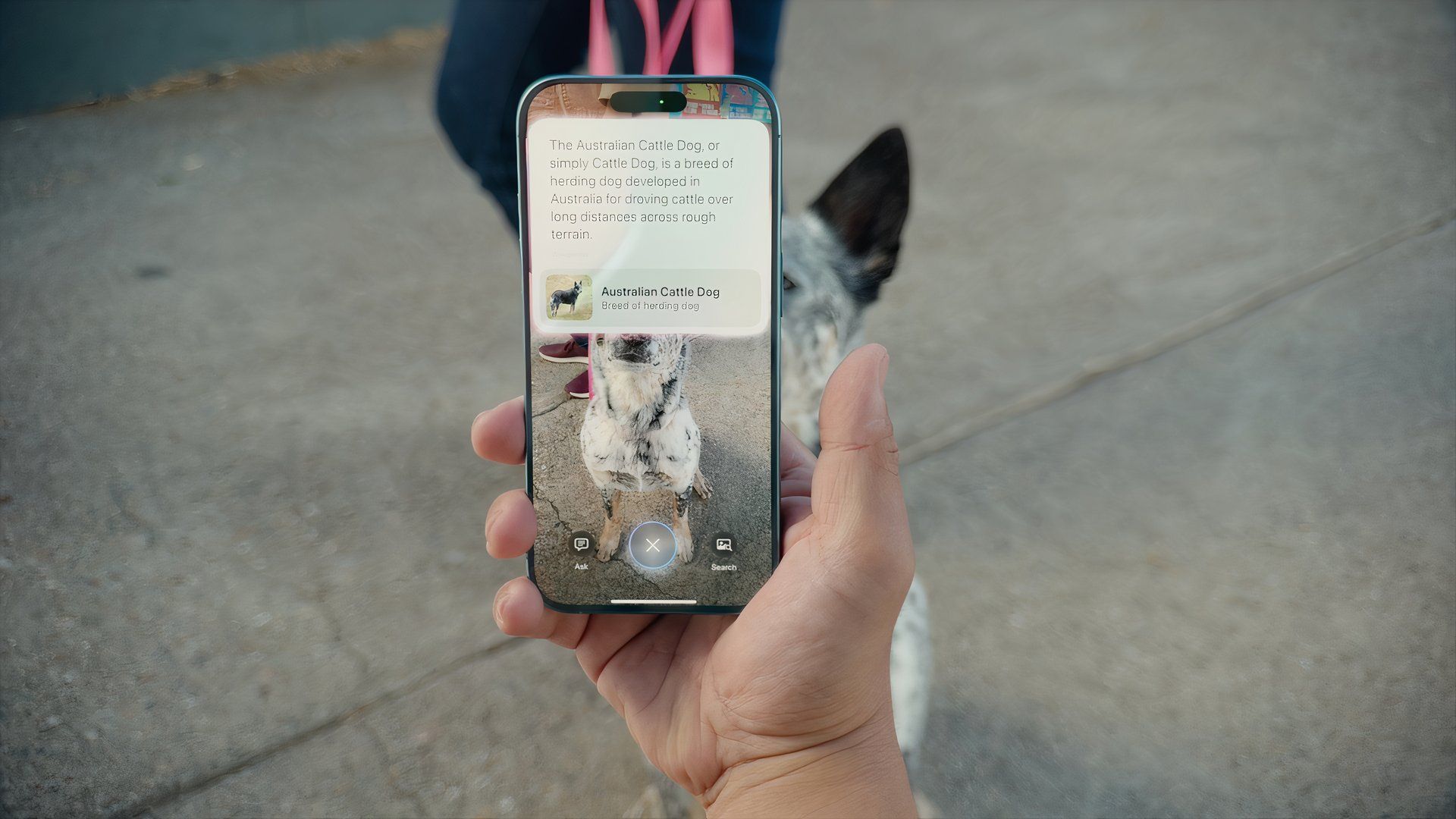 Hand holding an iPhone, with visual intelligence in the Camera app revealing a dog breed.