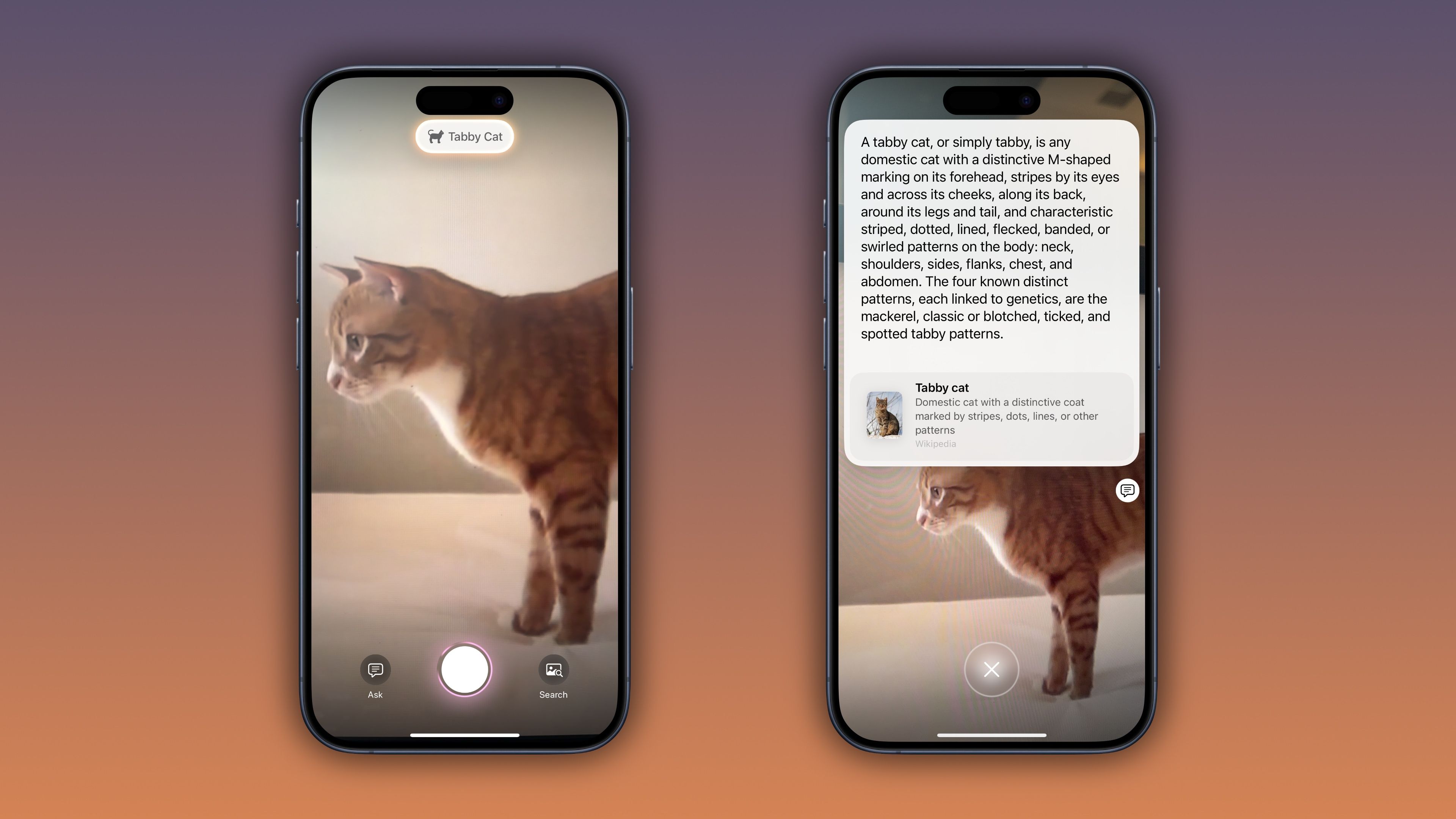 iOS 18.3 Visual Intelligence Identify Animals Tabby Cat Example